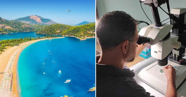 Akdeniz de deniz suyu sıcaklığı arttı zehirli balıklar geldi: Isı beklenen en yüksek değeri aştı Aktüel Haberleri