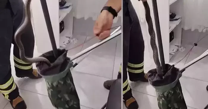 Osmaniye de aile sağlığı merkezinde yılan paniği!
