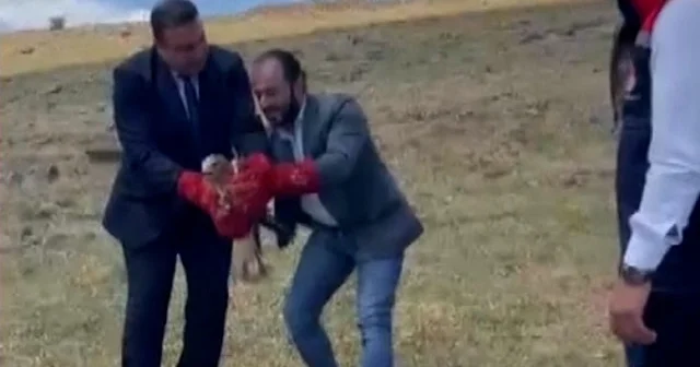 Erzurum da yaralı bulunan şahin tedavisinin ardından doğaya bırakıldı VİDEO İZLE
