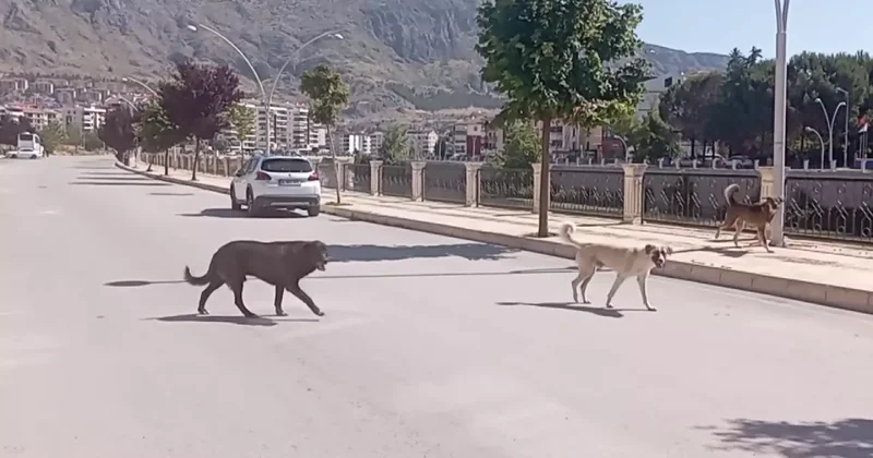İşte Amasya sokakları! ‘Köpek çetesi’ halkı korkutuyor