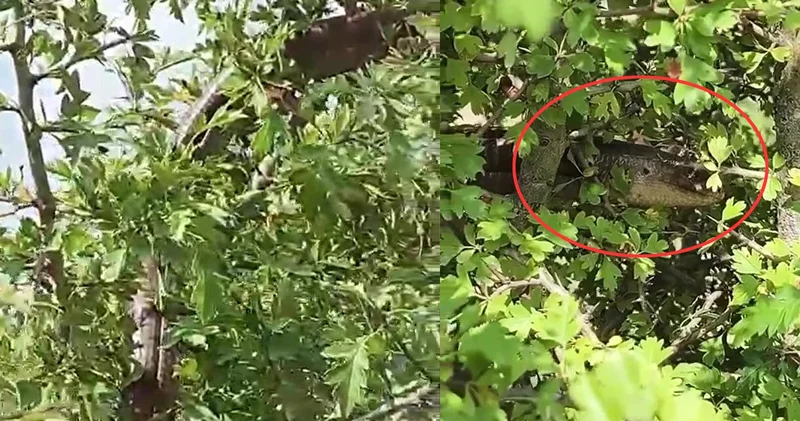 Hatay da görüldü: 1 buçuk metre boyunda... Yılana benziyor ama yılan değil!