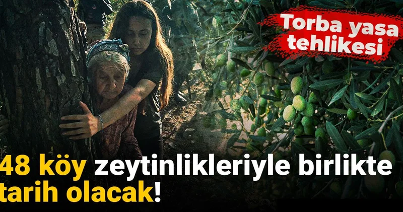 48 köy zeytinlikleriyle birlikte tarih olacak! Torba yasa tehlikesi