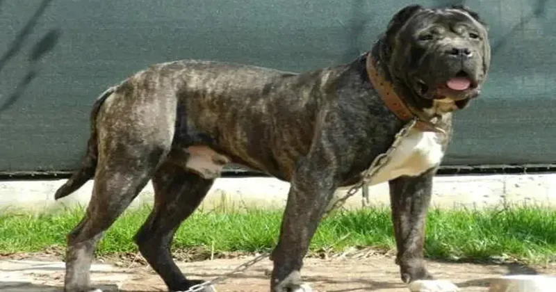 Dünyada en çok yasaklanan köpek cinsleri! İlk çocukları ısırıyor