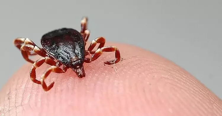 Tokat ta kene kabusu! 3 kişi hastaneye başvurdu