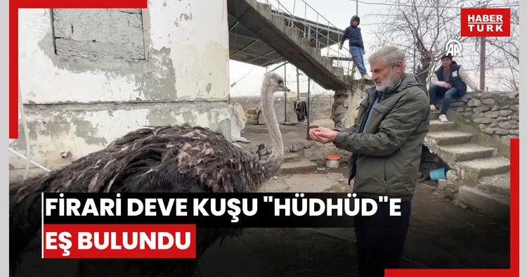 Firari deve kuşu Hüdhüd e eş bulundu
