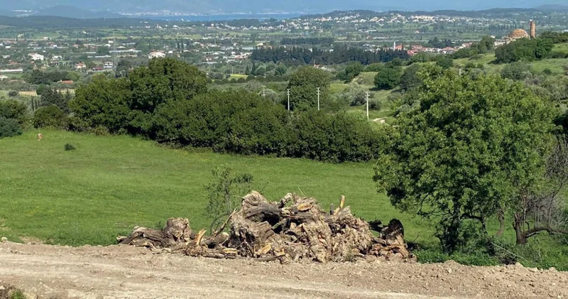İddia: Zeytin ağaçlarının kesilmesine karşı çeken memur sürgün edildi