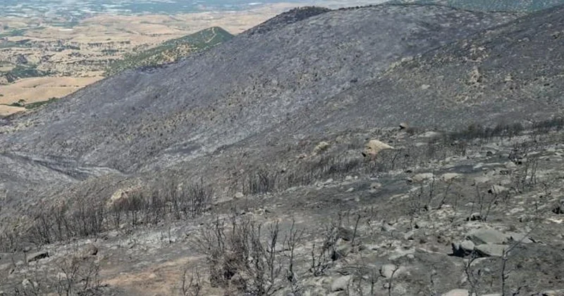 Manisa daki orman yangınından geriye küle dönen evler ve tarlalar kaldı
