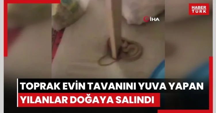 Hakkâri de toprak evin tavanını yuva yapan yılanlar doğaya salındı