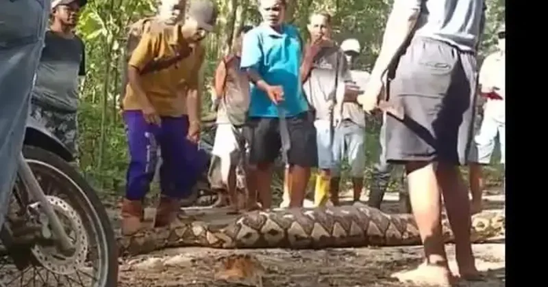 Tavuklara yem vermek istedi 8 metrelik pitona yem oldu
