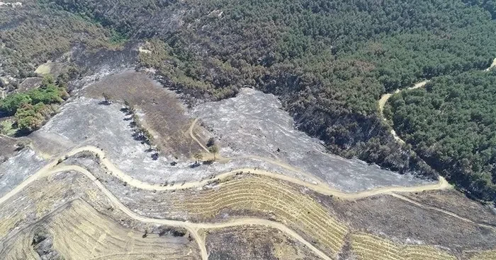 Çanakkale Bayramiç te yangın sonrası yaralar sarılıyor