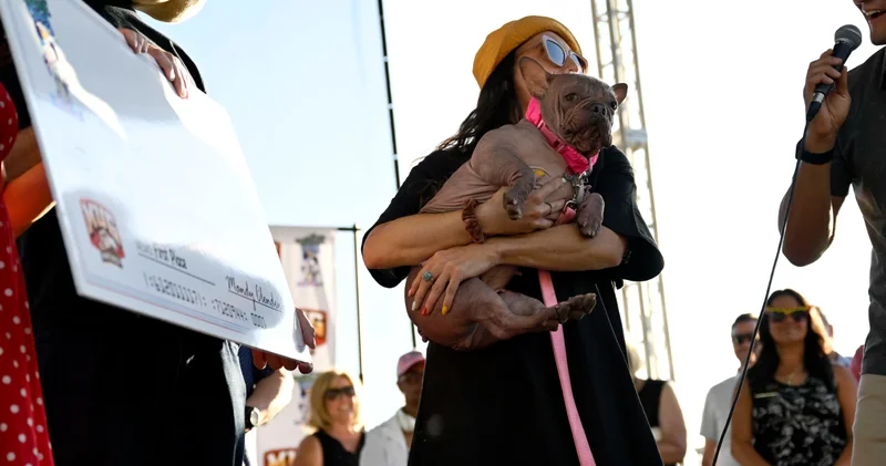 Dünyanın en çirkin köpeği: Sahibine 5 bin dolar kazandırdı
