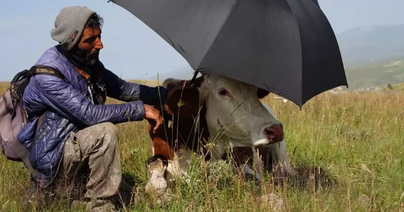 Şap hastalığının pençesinde kıvranan Ardahan da çaresizliğin fotoğrafı