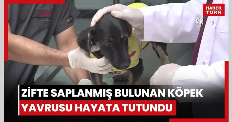 Zifte saplanmış bulunan köpek yavrusu uzman ellerde hayata tutundu