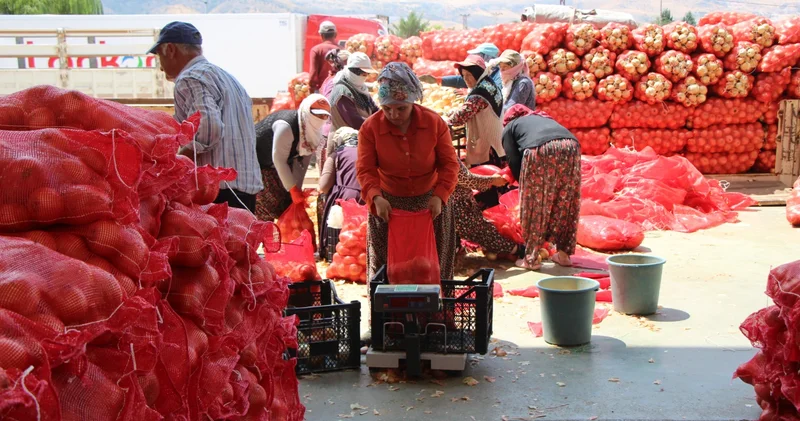 Amasya soğanı Avrupa’ya satılıyor
