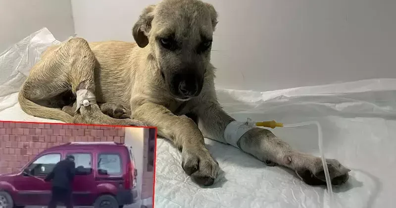 Sopalı şiddetten Mucize ye