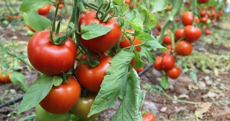 Domates üretiminde dünyanın lider 10 ülkesi belli oldu: Listede Türkiye ABD yi solladı Sözcü Gazetesi