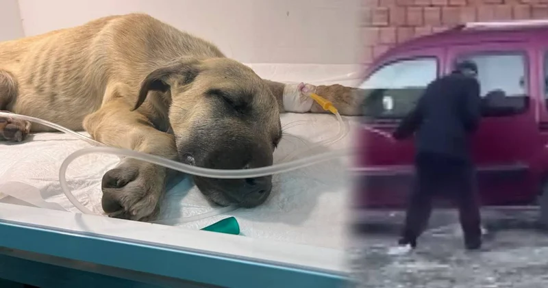 Yavru köpeğe sopayla dakikalarca işkence edilmişti! “Mucize’den” iyi haber geldi