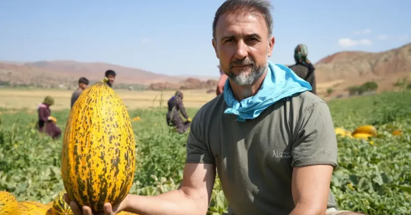 Kavun hasadı başladı! Yüksek verim, üreticileri memnun etti