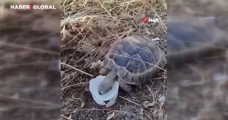 Başkentte yürek ısıtan görüntü: Susayan kaplumbağa kana kana su içti