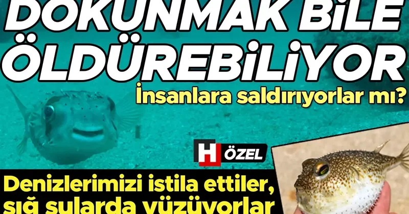 Denizlerimizi istila ediyor, sığ sularda yüzüyorlar! Balon balığına dokunmak dahi ölümle sonuçlanabiliyor… Yüzen insanlara saldırıyorlar mı? 6 SORU 6 YANIT