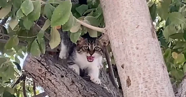 Ağaçta mahsur kalan yavru kedi vatandaşın dikkatiyle kurtarıldı VİDEO İZLE