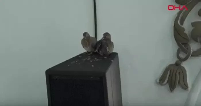 Camideki yavru kumrular ilgi odağı oldu