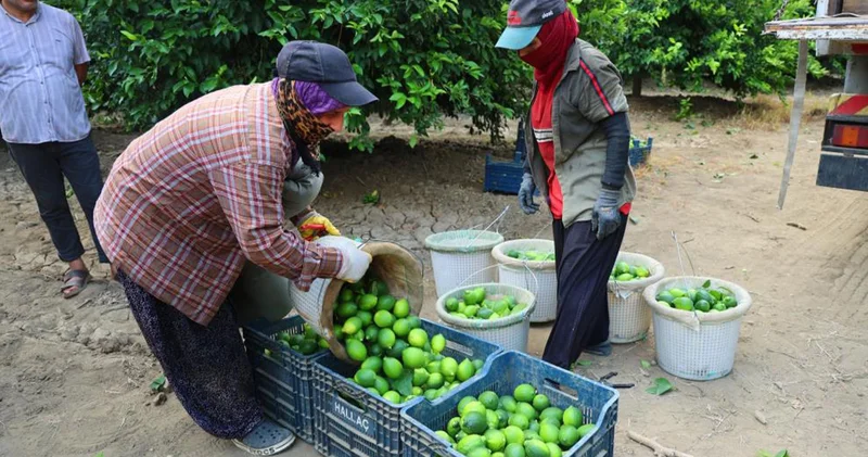 Hasat başladı; limon fiyatları düşecek
