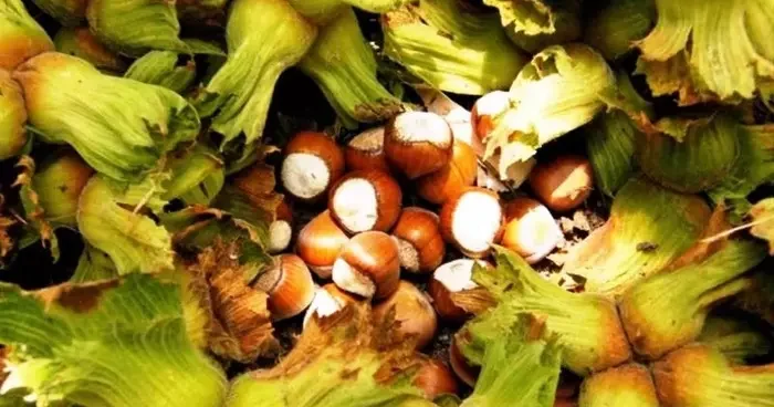 Samsun’da fındık hasadı başladı: File yöntemi maliyeti düşürüyor, kaliteyi artırıyor