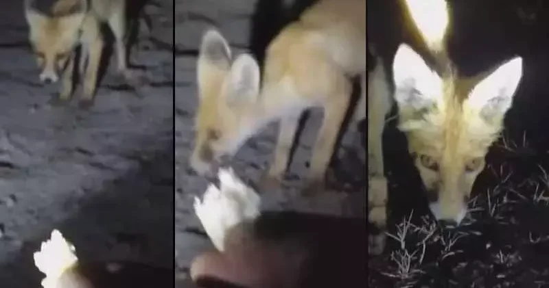 Tilkiyi eliyle besledi