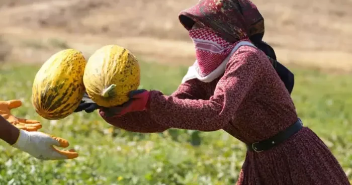 40 derece sıcaklıkta kavun hasadı!