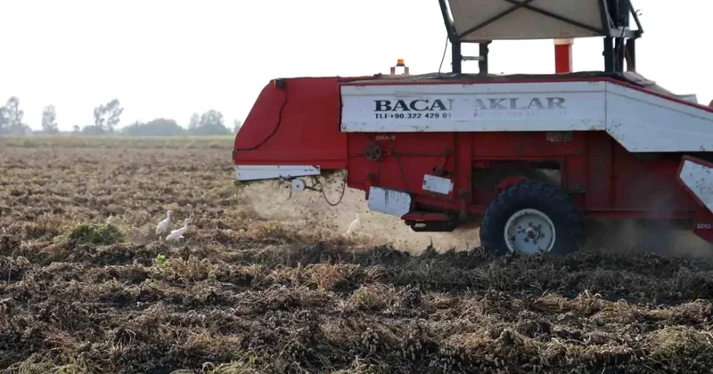 Kozan da Yer Fıstığı Hasadı Başladı