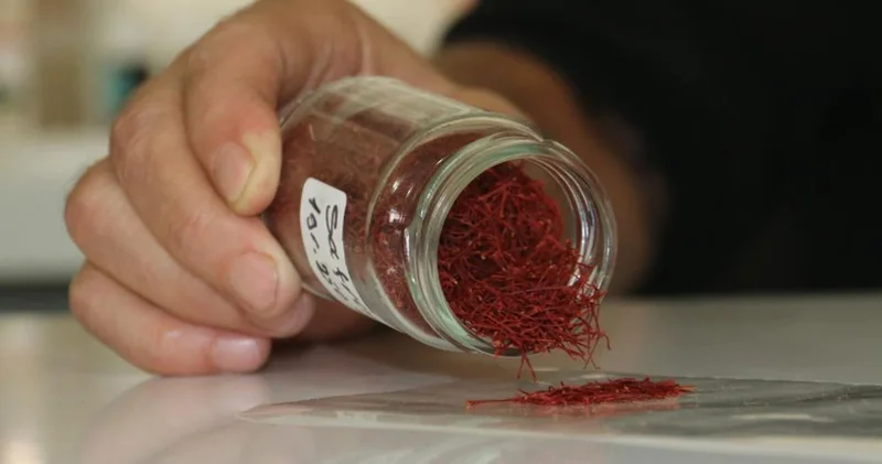 Dünyanın en pahalı baharatı! Kilosu 250 bin lira olunca sahtesini yaptılar