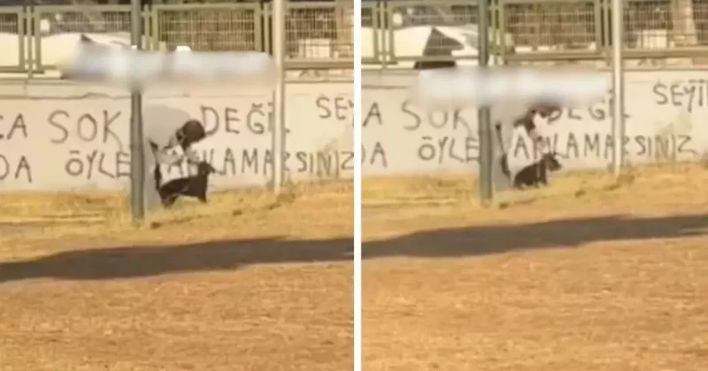 Köpeğe resmen işkence etti! İşte tepki çeken o görüntüler