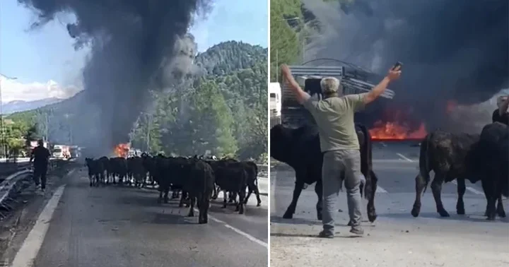 Adana da TIR da yangın! Dorsedeki hayvanları sürücü kurtardı