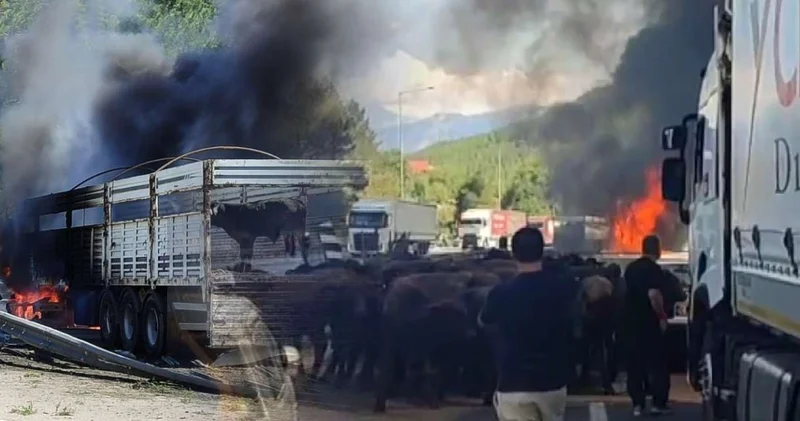 Sığır dolu TIR alev alev yandı