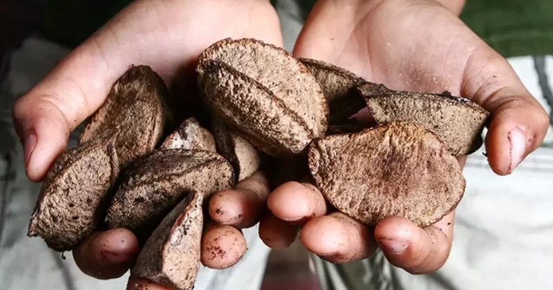 Ne ceviz, ne fındık, ne de badem! Meğer en sağlıklı kuruyemiş buymuş