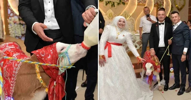 Düğünde gelin ve damada ilginç takı: Buzağı hediye ettiler Aktüel Haberleri