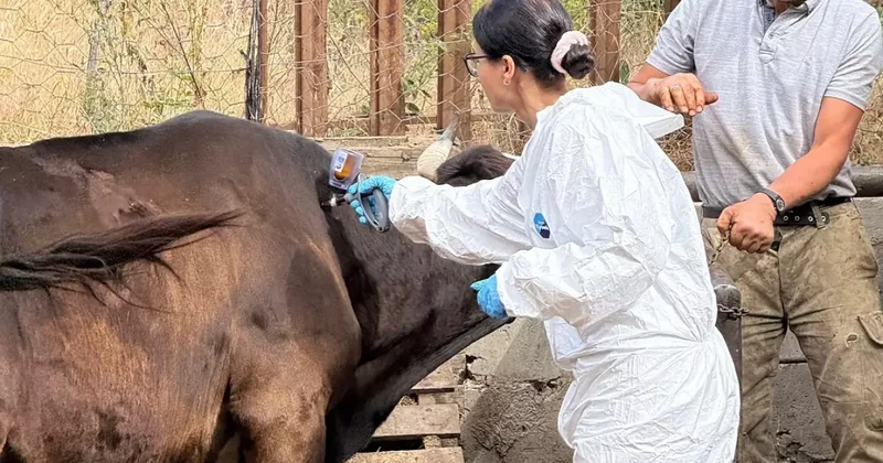 Kastamonu da ‘şap’ şoku: 69 köye hayvan giriş çıkışı yasaklandı