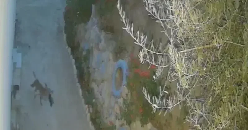 Evin önündeki ayakkabıları götüren tilki kamerada