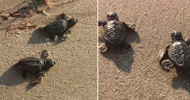 Aydın ve İzmir’de 9 yuvadan çıkan 469 caretta caretta yavrusu, denizle buluştu Aktüel Haberleri