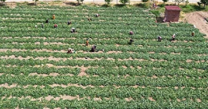 Hasat eden 1 yılda servet kazanıyor: Dönüm başına 100 bin lira getirisi var Sözcü Gazetesi