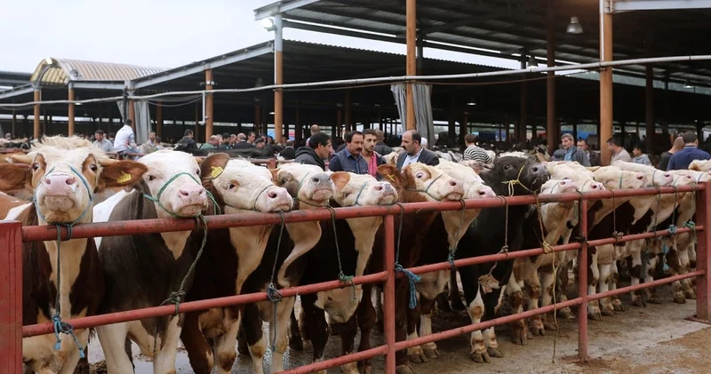 Hayvan pazarları 44 ilde yeniden açıldı