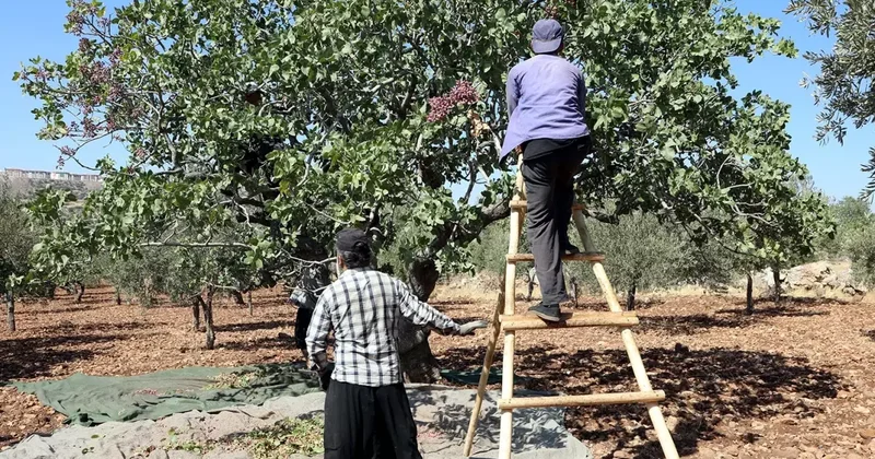 Antep Fıstığı Hasadı Düşük Rekolteyle Devam Ediyor