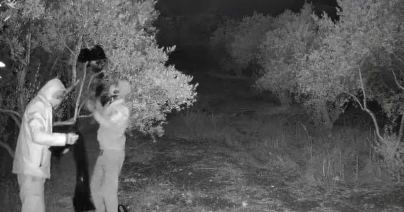 Aydın da kaçak tarihi eser kazısına suçüstü: 4 gözaltı
