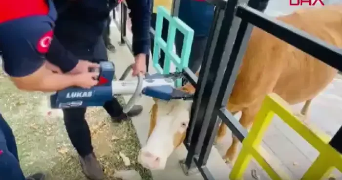 Bingöl’de park korkuluklarına başı sıkışan inek kurtarıldı
