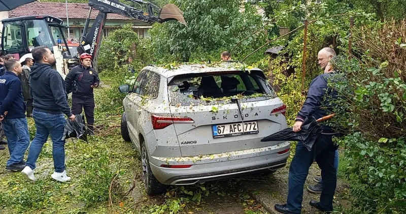 Zonguldak ta otomobilin üzerine ağaç devrildi