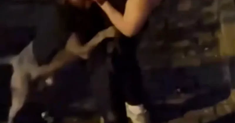 Pitbull sahibini ısırdı, adamın yardım çığlıkları sokağı inletti
