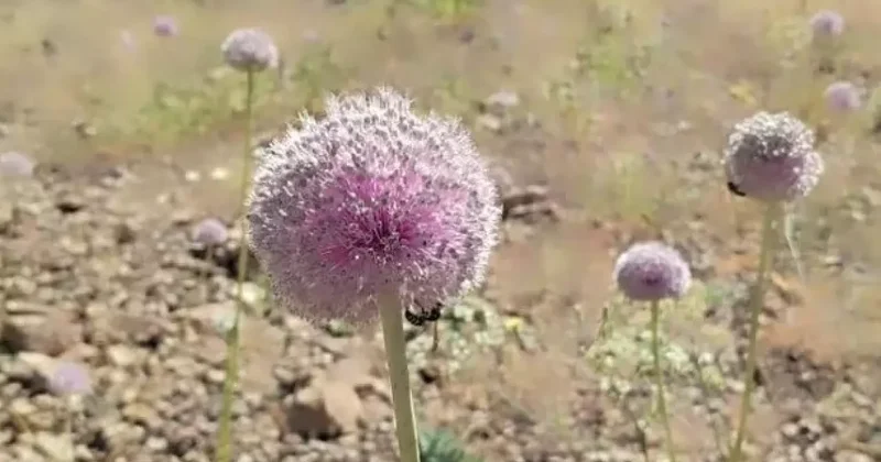 Dağ sarımsağını topladı, 557 bin lira ceza yedi!
