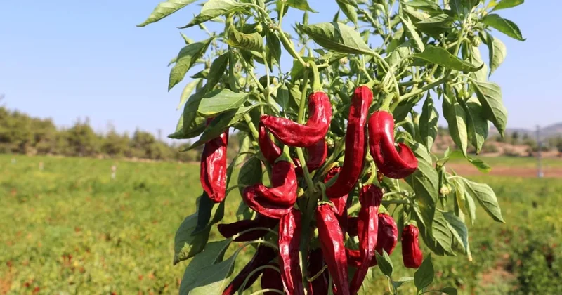 Biber ihracatının yüzde 71 i Batı Akdeniz den