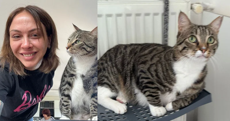 Kayıp kedi Sakat ı bulana 100 bin lira para ödülü verilecek